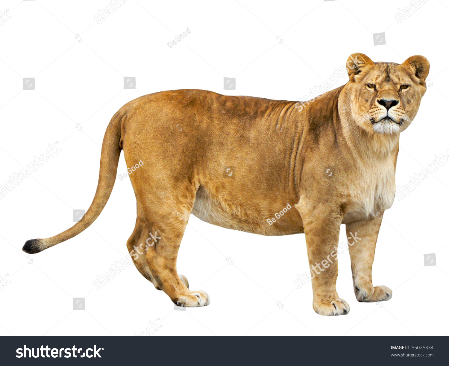 lioness isolated on a white background