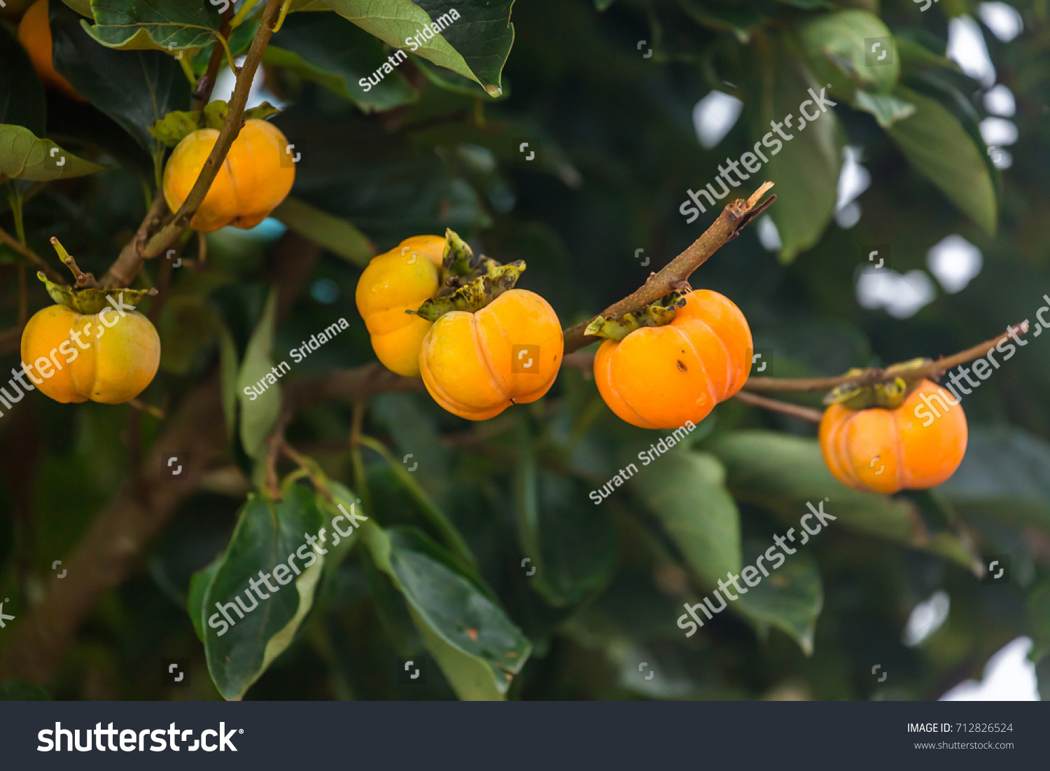 Persimmons on persimmon tree are organic fruit at the cool weather plantation on the hills.